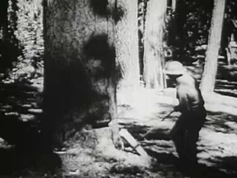 Forestry worker cutting down large tree with axe, 1940s