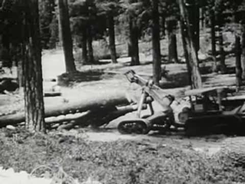 Logging machinery tractor working among large trees in forest