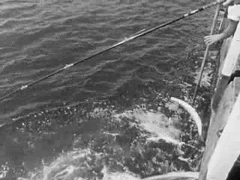 Close-up view of fish thrashing and splashing in the water next to a pier piling.