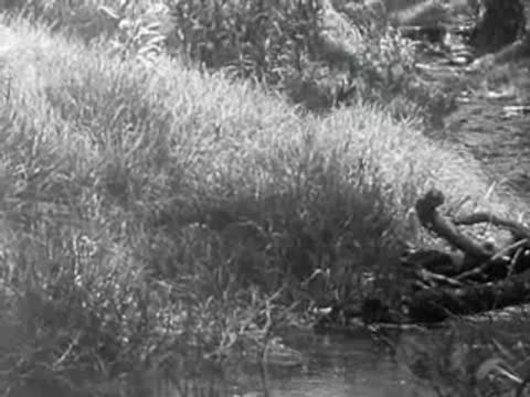 A stream flows through grassy banks and undergrowth.