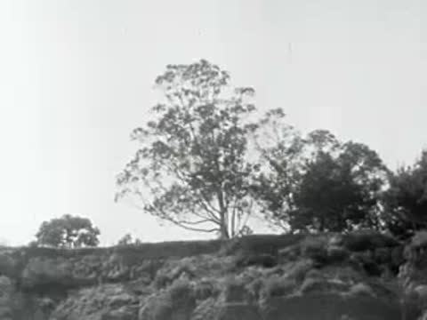 A view of a tree on a grassy hill against a bright sky.