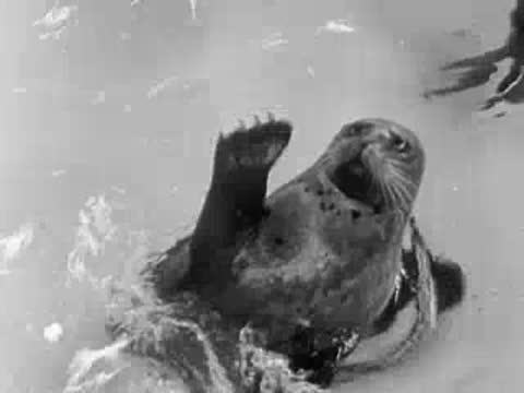 A sea otter swimming and splashing in an enclosure pool.