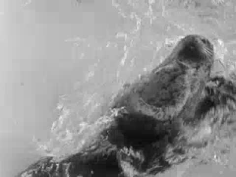 Sea otters swimming playfully in a public aquarium pool.
