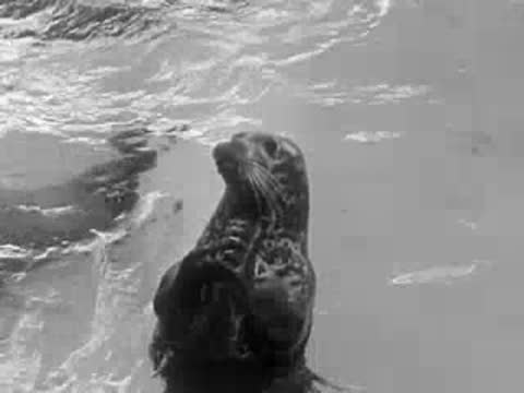 A sea otter sitting up in the water inside an enclosure.