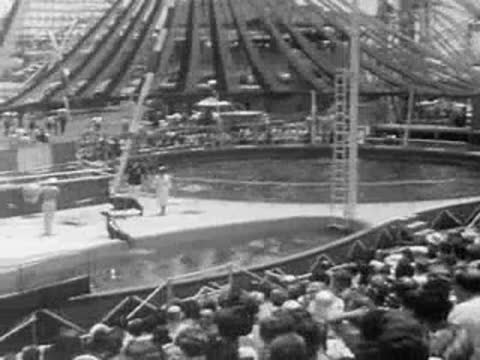 Crowds gathered around an animal show pool at the amusement park.