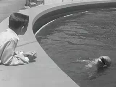A dolphin surfacing in a pool with a boy watching from the edge.