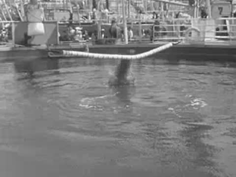 An animal performing a jump into a pool before a large seated audience.