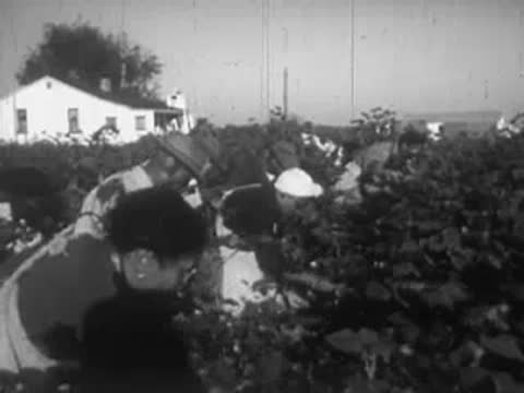 Farm workers harvesting crops in a field near a white farmhouse.