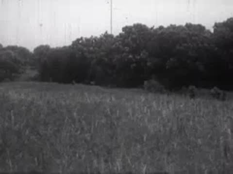 A quiet rural field with tall grass and a dense treeline in the background.