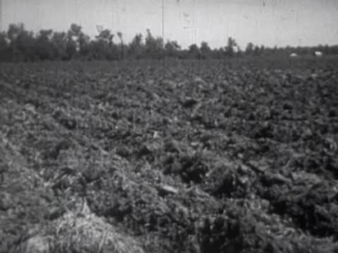 A freshly plowed agricultural field with rich soil and distant trees.