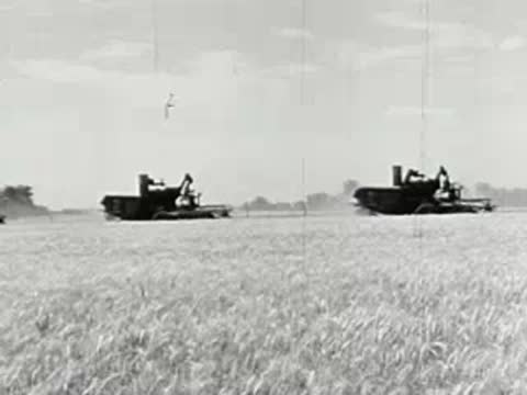 Combine harvesters harvesting wheat in a field, vintage agricultural machinery