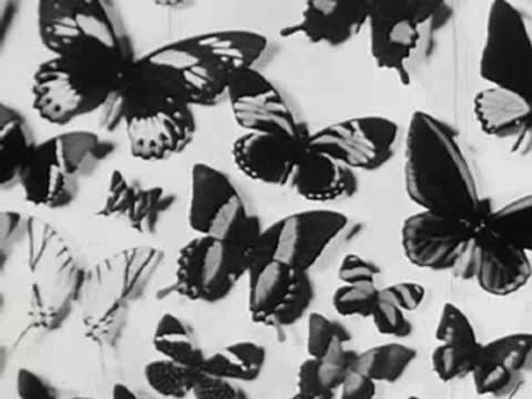 Pinned butterfly collection display on a white board, entomology museum specimen exhibition