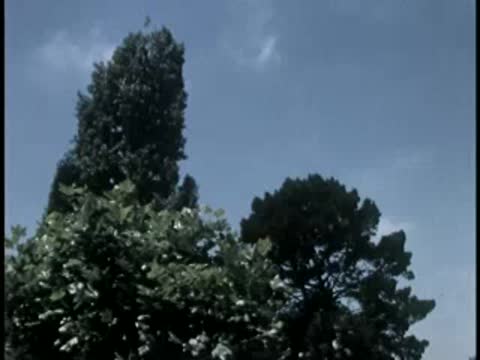 Treetops against a clear blue sky with a few clouds.