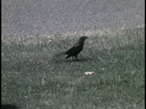 A black bird standing on green grass in a park.
