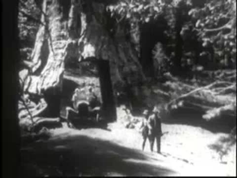Vintage car driving through a giant tree trunk archway.