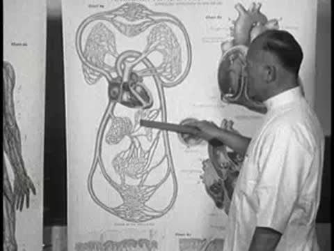 Man pointing to an anatomical chart of the human internal organs, vintage educational film.