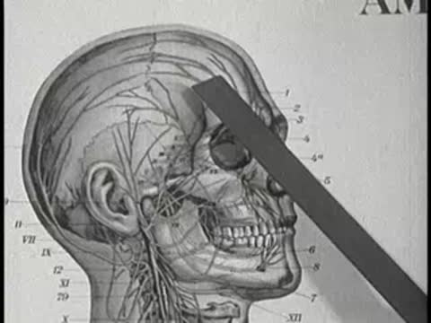 An anatomical chart of a human skull showing nerves and blood vessels, vintage educational film.
