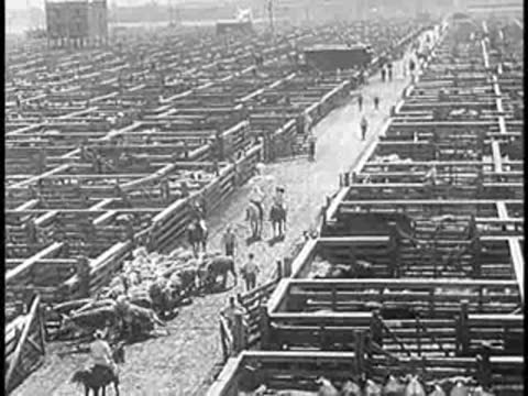 Aerial view of extensive stockyards filled with cattle.
