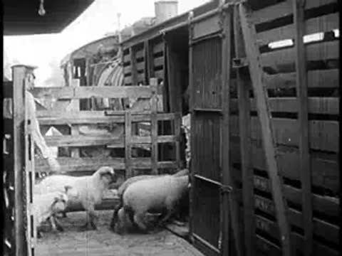 Sheep walk through a gateway into a livestock car.
