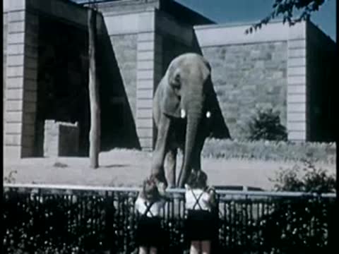 Two children standing by a fence watching an elephant in an enclosure, 1940s.