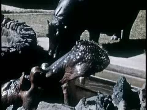 Hippopotamus in a zoo enclosure near a pool of water, mid-20th century.