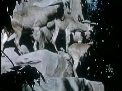 Group of mountain goats standing on rocky terrain outdoors, 1940s.