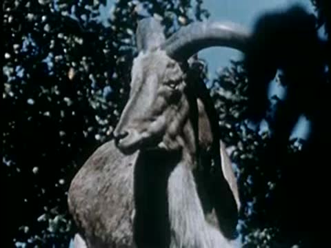 Close-up of a mountain goat's head outdoors among trees, mid-20th century.
