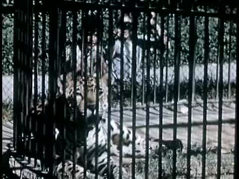 Animal behind metal bars in a zoo enclosure, 1940s vintage film.