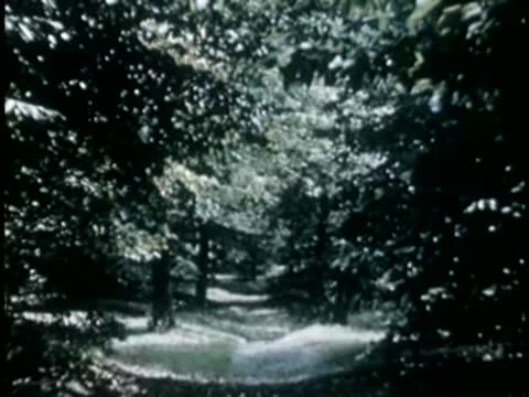 Wooded path with sunlight filtering through trees
