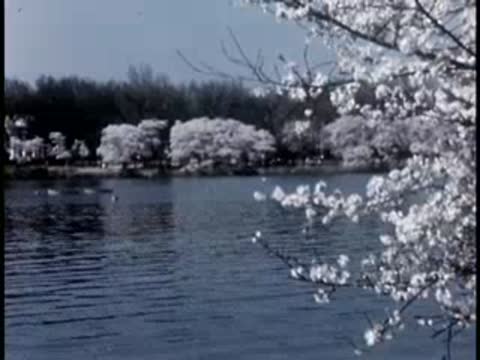 Medium view of cherry blossom trees in full bloom along a waterfront.
