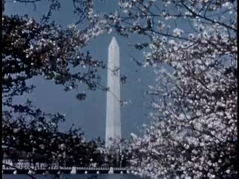 Medium view of the Washington Monument framed by flowering cherry blossom branches.
