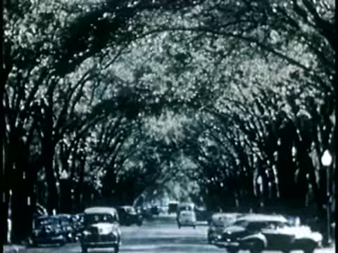Tree-lined avenue with vintage cars driving on the street