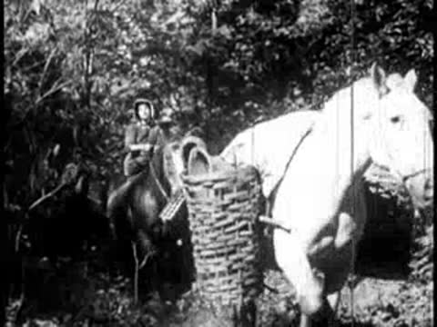 Close view of a white horse with a large wooden basket walking through the woods
