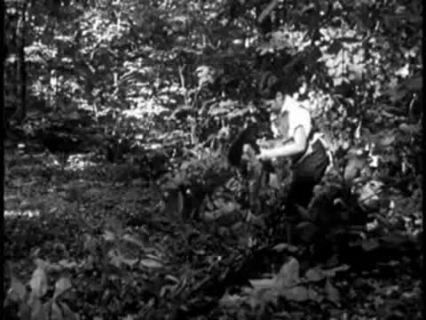 man clearing brush and branches in the forest during daytime