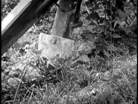 A close-up of a wooden plow breaking up soil and grass.