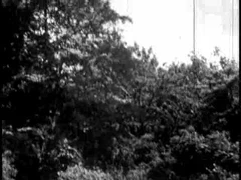 Static shot of a canopy of green trees against a bright sky