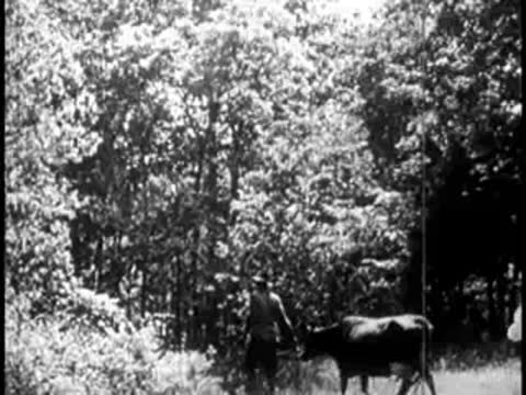 Pioneers leading livestock and pack animals through an open field near trees