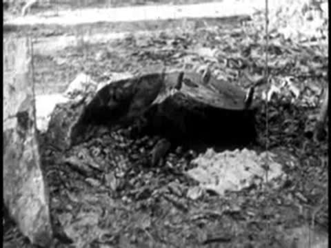A tree stump outdoors in a clearing with scattered debris around it