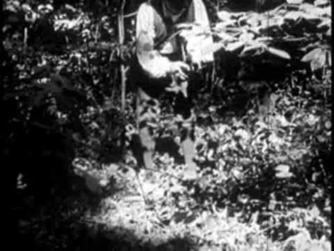 A pioneer working in a wooded area among dense vegetation
