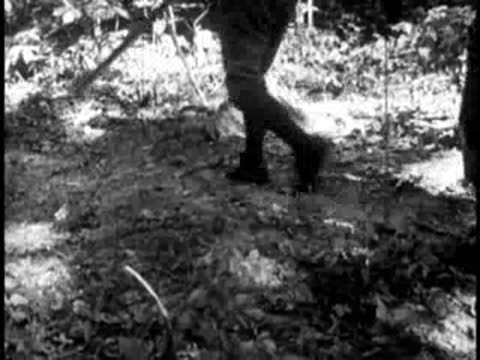 Low angle shot of a man walking a cow through a wooded area.