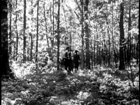 People walking through a dense forest with tall trees on a sunny day.