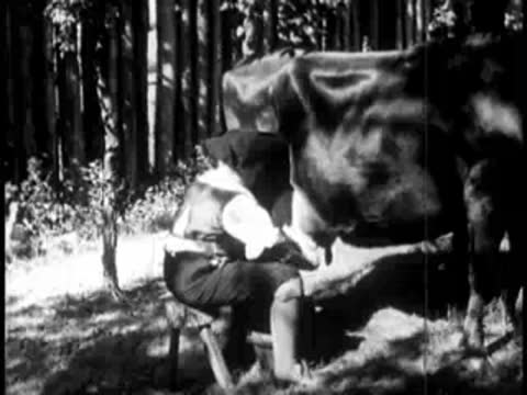 Person milking a cow outdoors on a stool near trees.