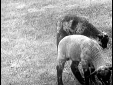sheep and a dark animal grazing in a grassy field in black and white