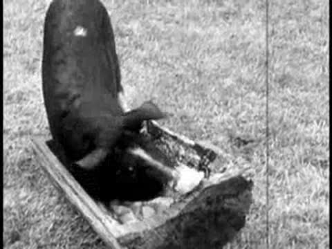 a dark pig eating from a wooden trough outdoors in a rural setting