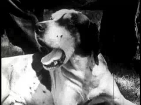 close-up of a spotted hound dog resting on the ground with its mouth open