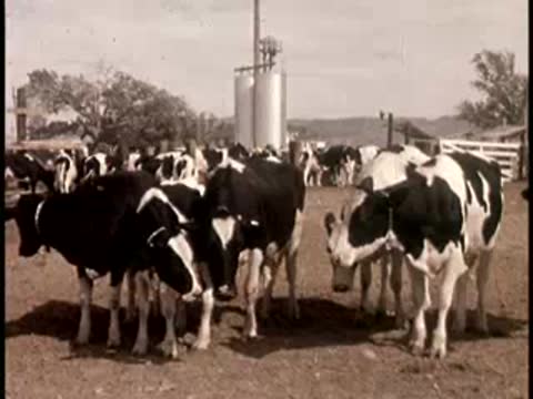 A group of black and white cows standing in a dusty enclosure with silos in the background