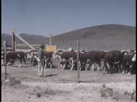 A person standing near a herd of cattle behind a wire fence in a field