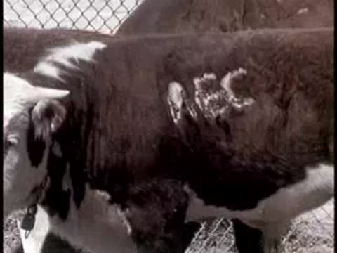 Close-up of a cow's side showing branded text 'AEC' on its dark fur
