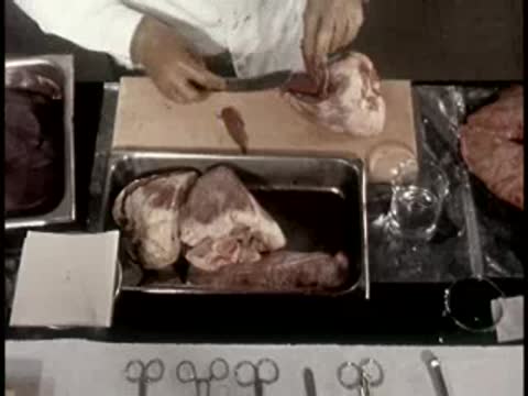 A person carefully cutting pieces of meat on a stainless steel tray with instruments