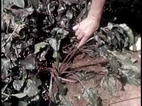 hands harvesting beet vegetables from garden soil